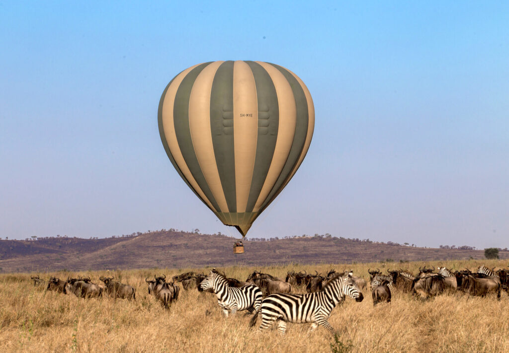 6525656f38b40862d7572987 Balloon and Zebra and Wildebeest3