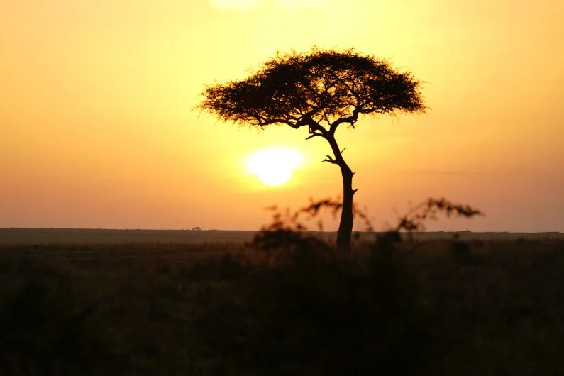 Vue d'un arbre au crépuscule