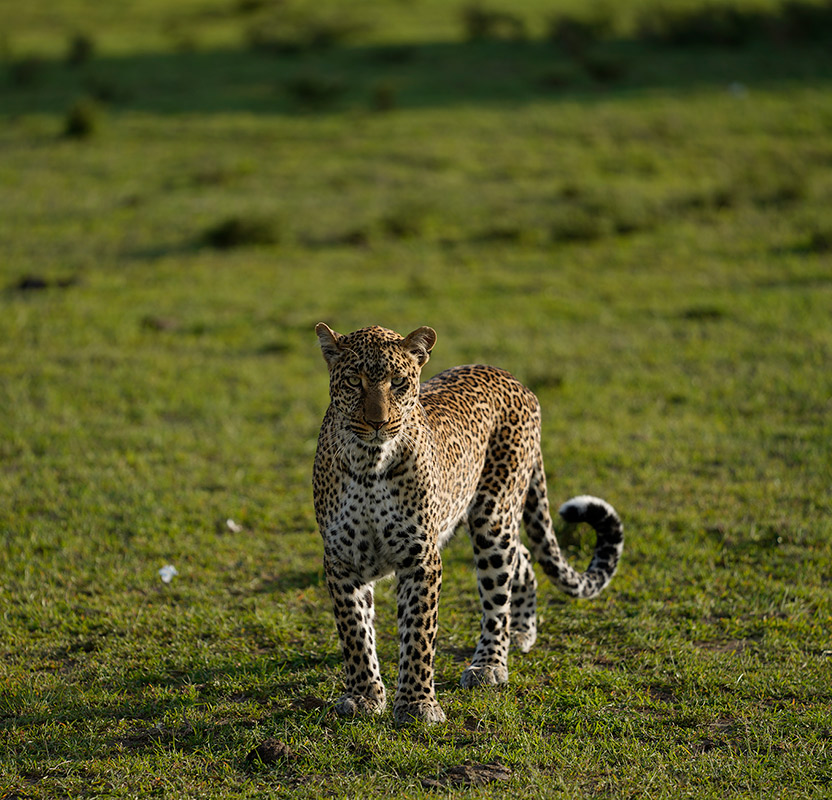 691ad252bf794168ce100736 7R46774