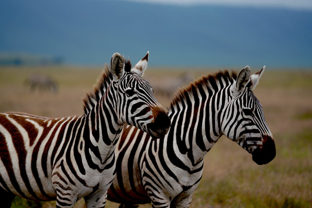 69242677f3e275ea09851ebf A7R06878