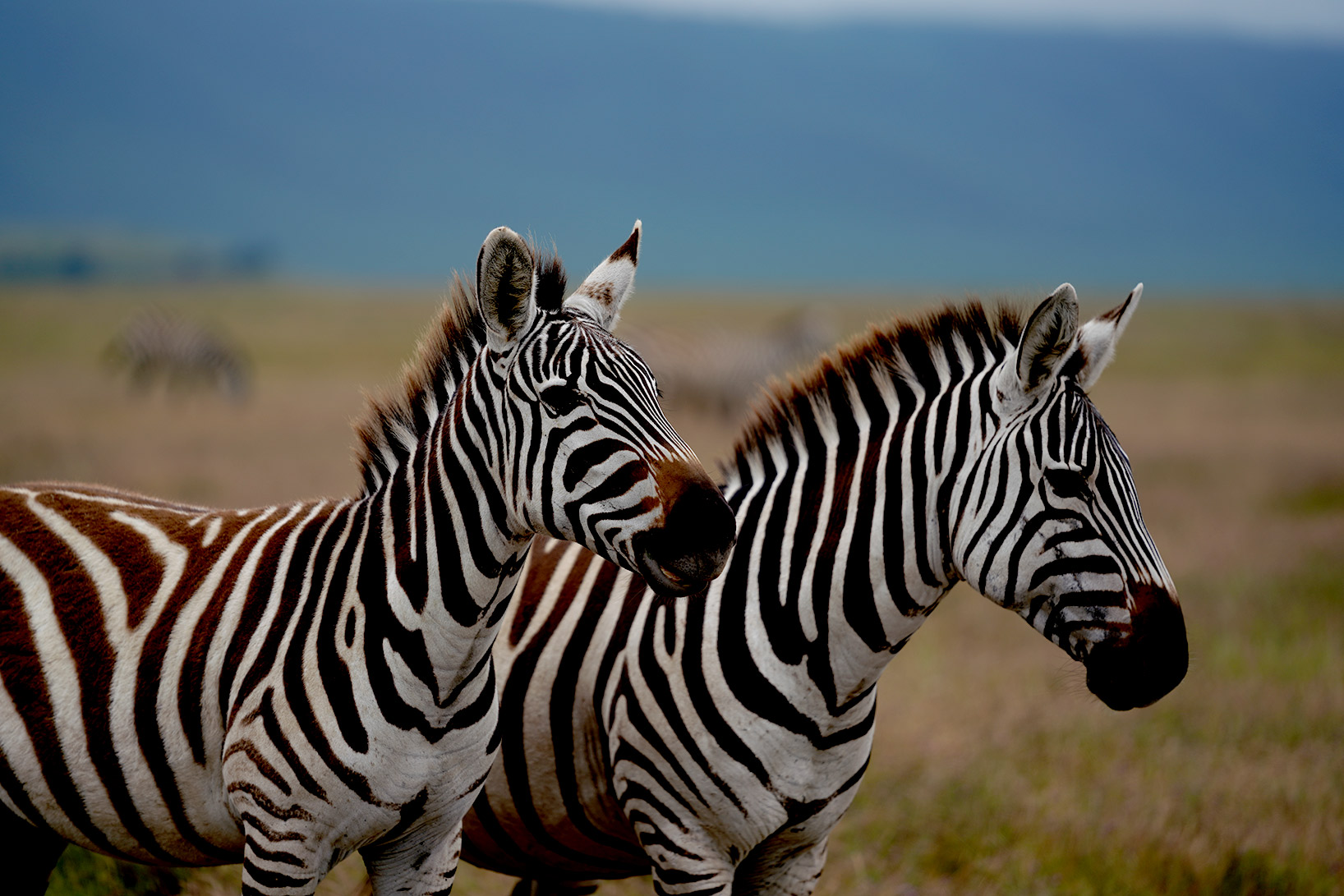 69242677f3e275ea09851ebf A7R06878