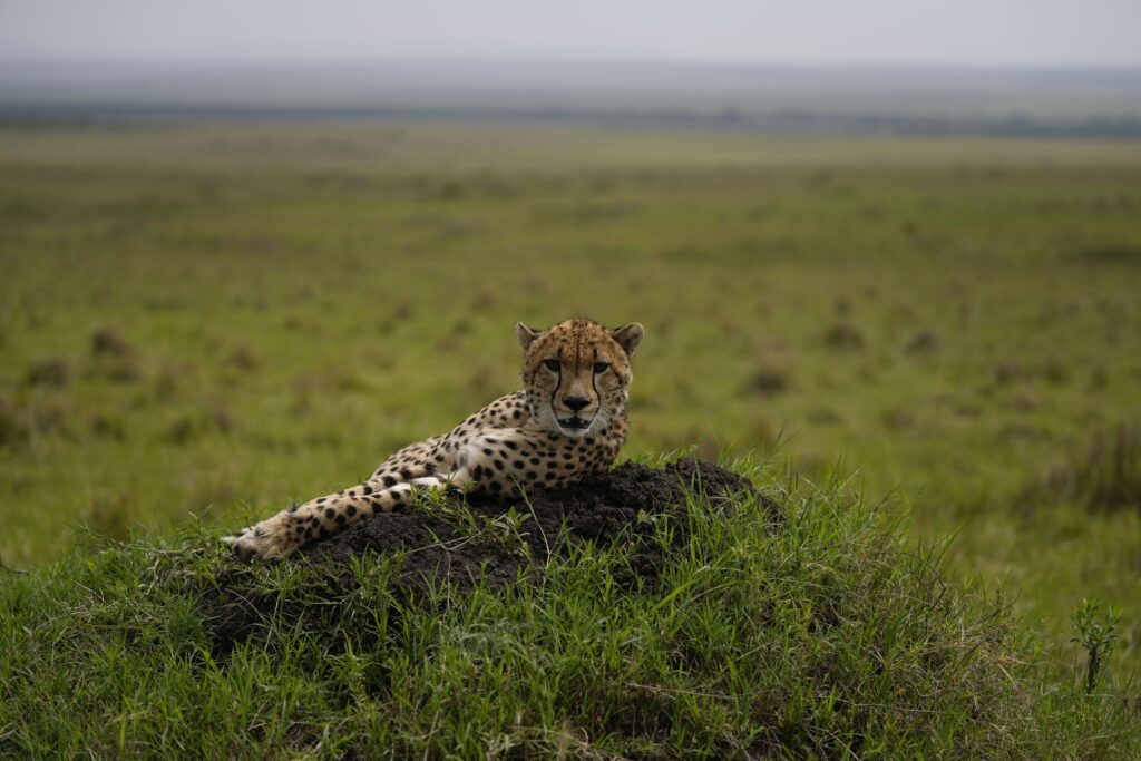 69242677f3e275ea09851f48 2022 01 25 100618 3