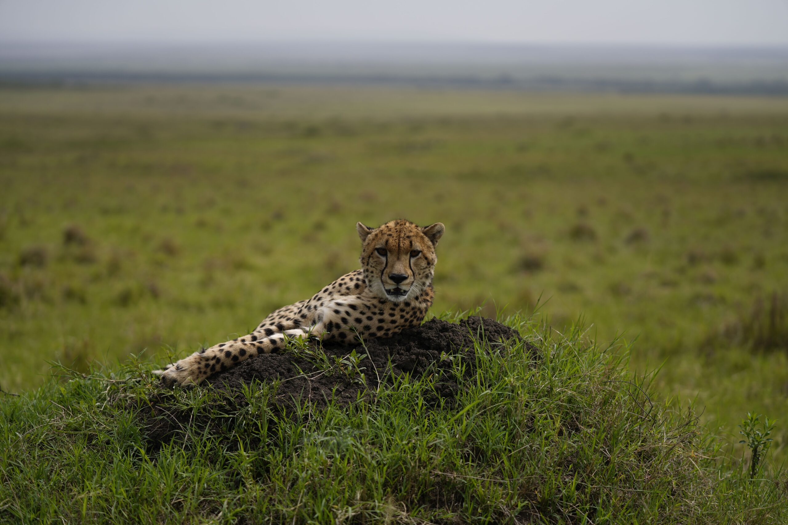 69242677f3e275ea09851f48 2022 01 25 100618 3 scaled