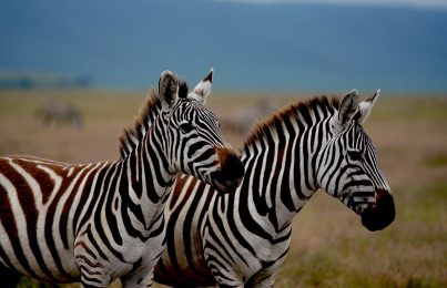 Zebras